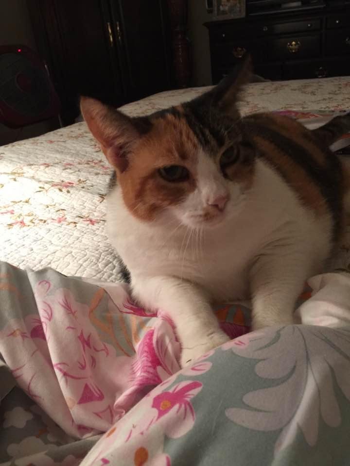 Lynette Daniels' album, Timeline Photos
