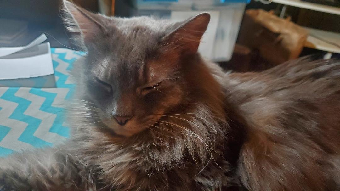 Gibbs is doing well and everything is OK he's back home and glad to be home