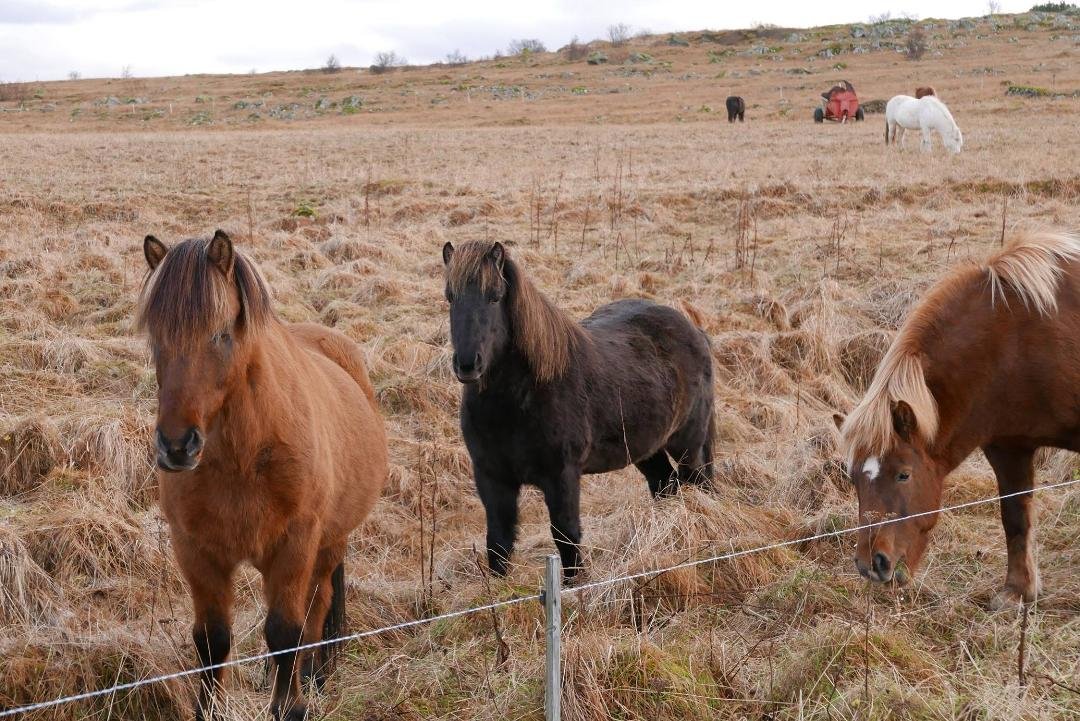 There are Icelandic ponies! I had to jump out of the car and go pet them :-) and the view of the ocean and the sky was so beautiful. I LOVE ICELAND!