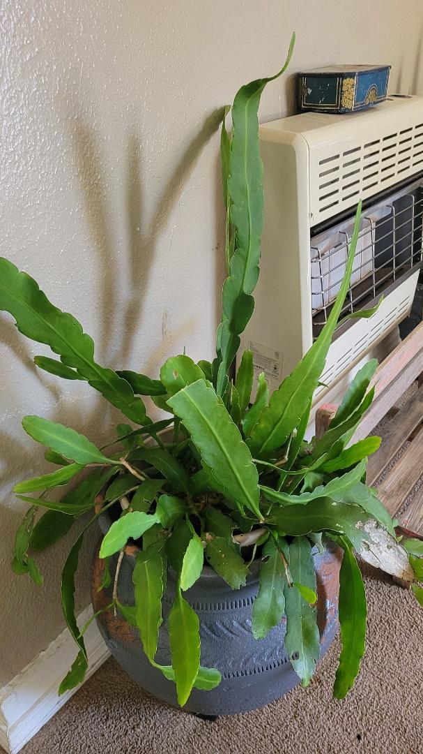 Can anyone tell me the name of this succulent, please?
