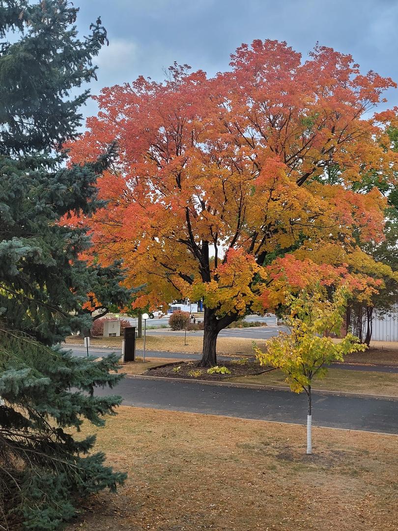 I love the color change of the foliage this time of year, but the allergies that comes with it 🤧