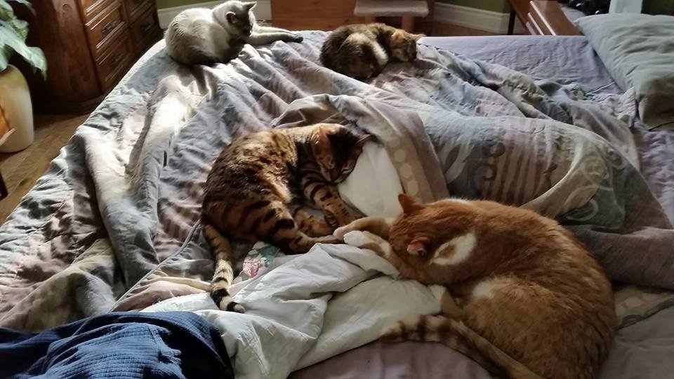 Can't make the bed...don't have the heart to disturb them...oh well...maybe later...