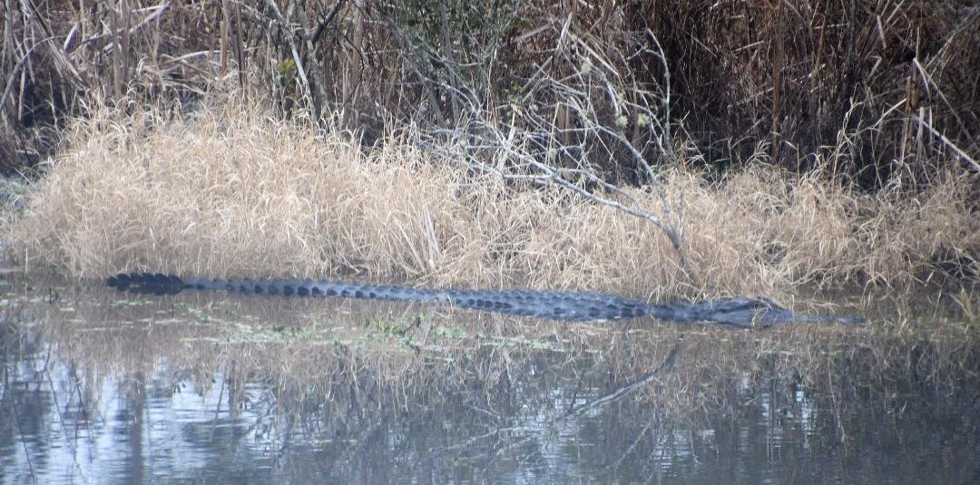 Okay, here's Sammy fresh from his Winter nap riding high in the water.  Any estimates on his size?  I figure he's 7 plus feet.