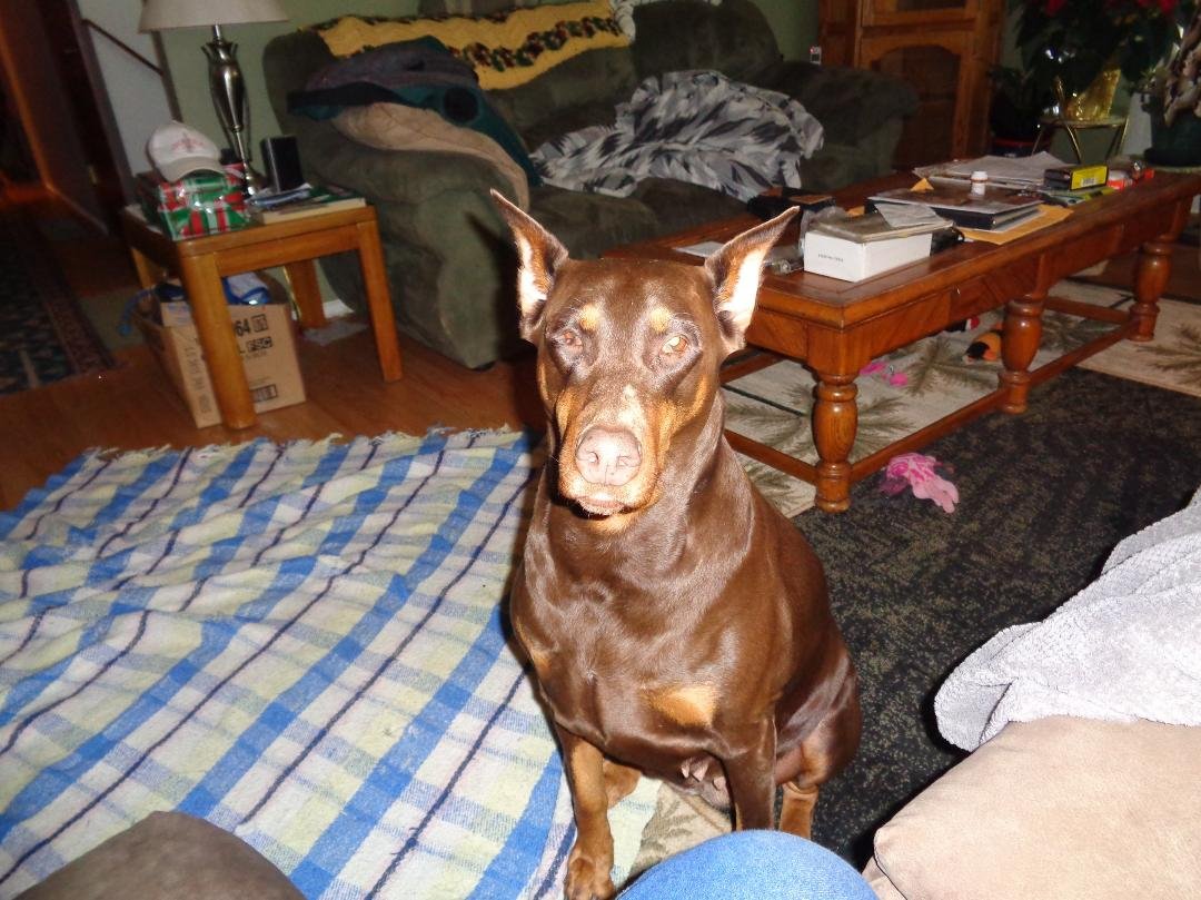 due to my little girl being a rescue/adoption i don't know her real birthday so i share mine with her happy birthday Tawnee Mara sure love my lonely wind