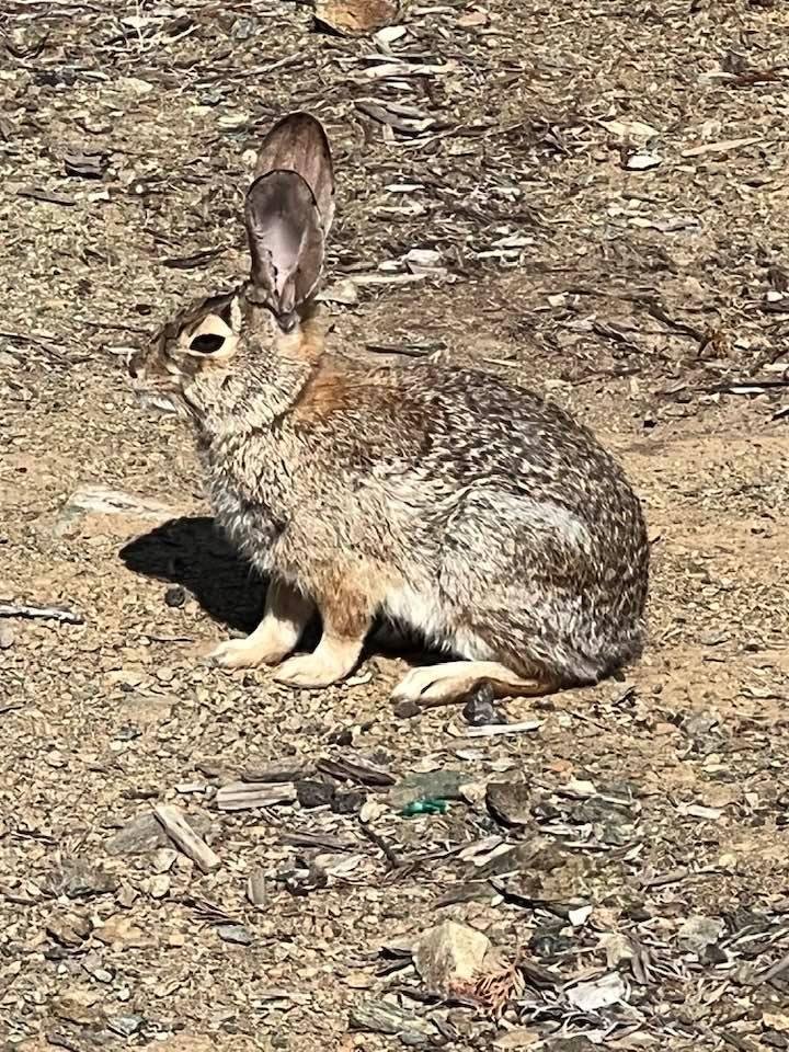 Saw this little guy on our walk today. He was frozen in position not wanting to move a muscle. His idea of hiding in plan sight