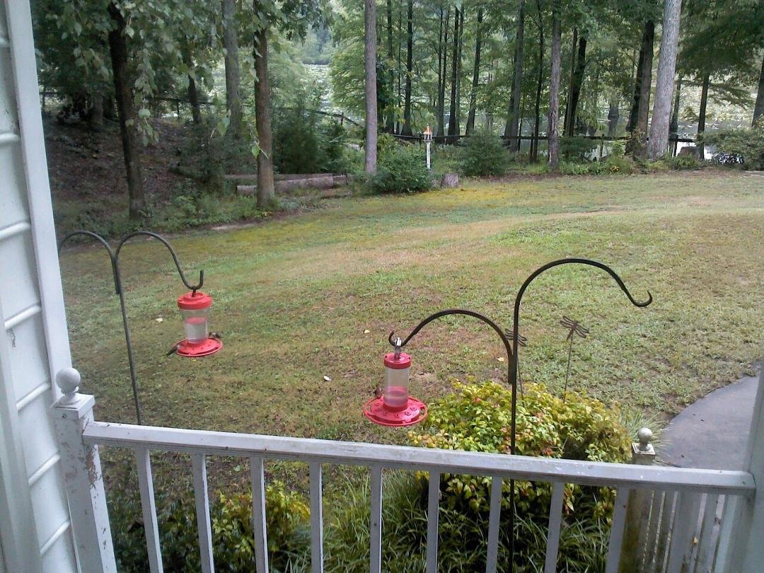 Humming Birds having breakfast. Most times, about 7 of them, are chasing each other.