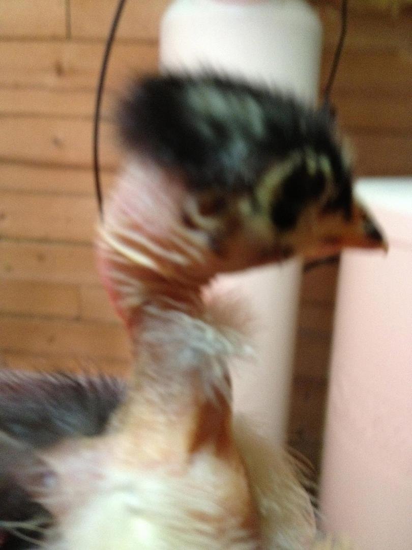 This baby chicken is called a Turken because it looks like half chicken and half turkey.