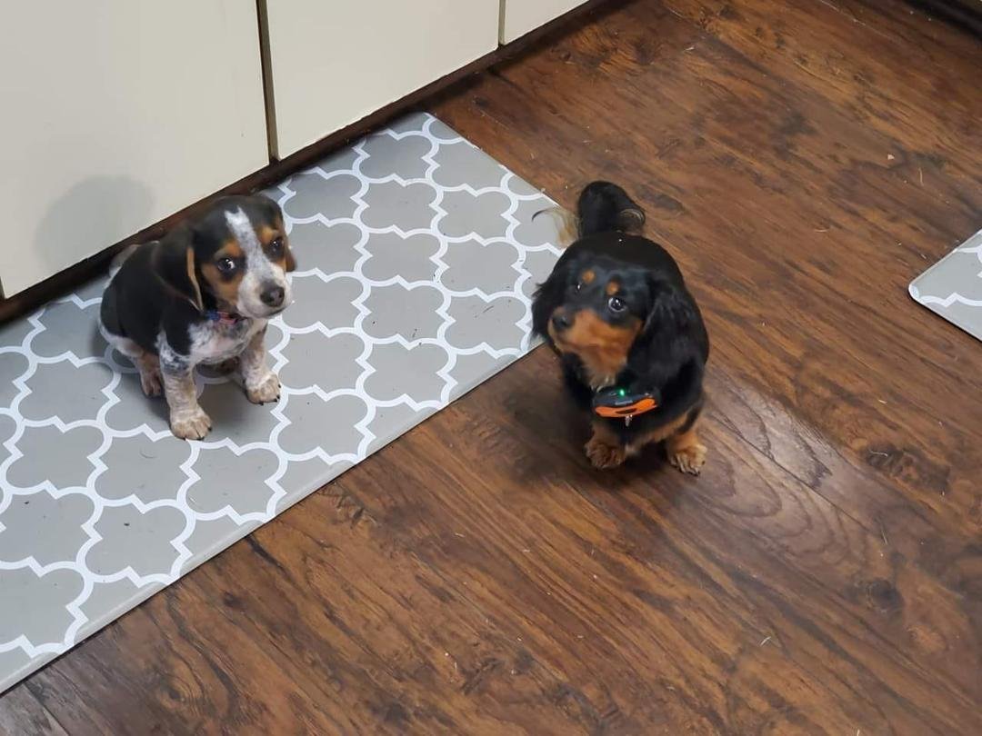 Our two grand dogs being tortured, Had to sit five minutes before they could eat. Need to save them.