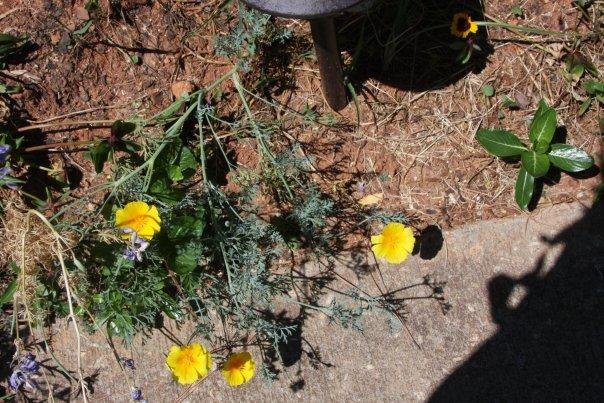 Ann Bowes' album, Flowers in my yard