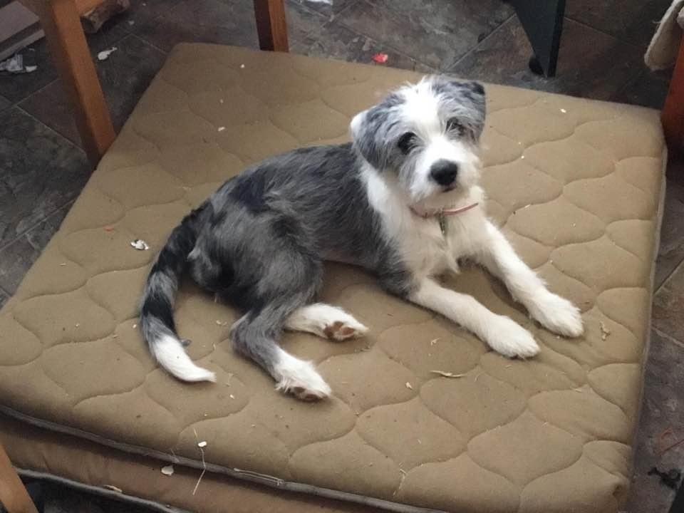 Our Stormie chilling out on her Mat