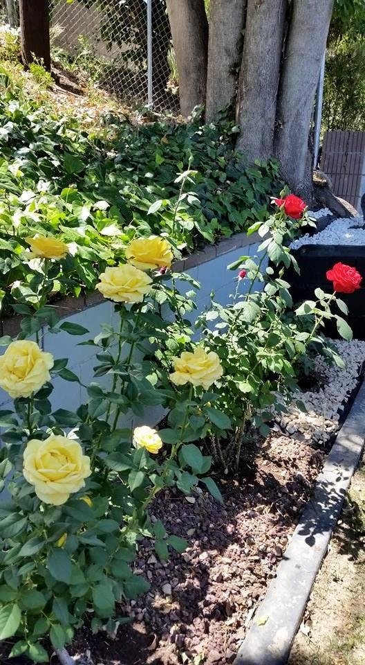 Retirement is about having time to grow roses so you can smell them. My garden is in full boom.
