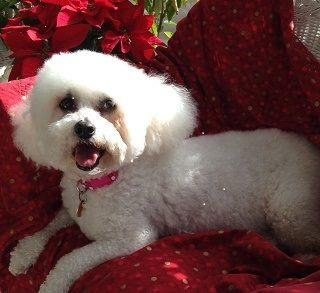 Abby is getting ready for Christmas.