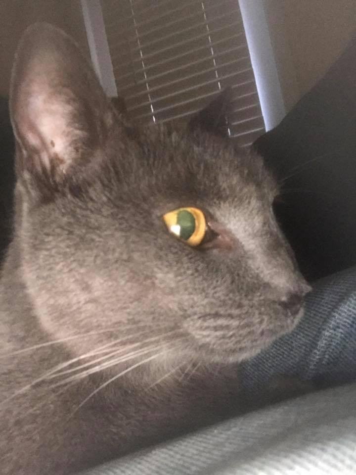 Today is a sad day for me. My kitty "Tina", who was given to me by her mother at 5 weeks old in 2001, will take her last breath at 330 today. I'm spending some time with her and loving on her and letting her know