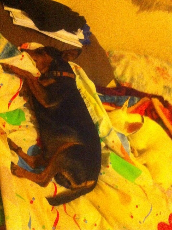 Reno the spoiled MIN PIN