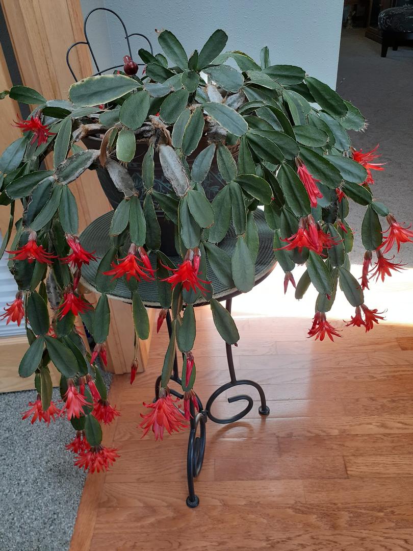 Thought it was an Easter cactus, but turns out it mist be a Memorial Day cactus. Who knew!