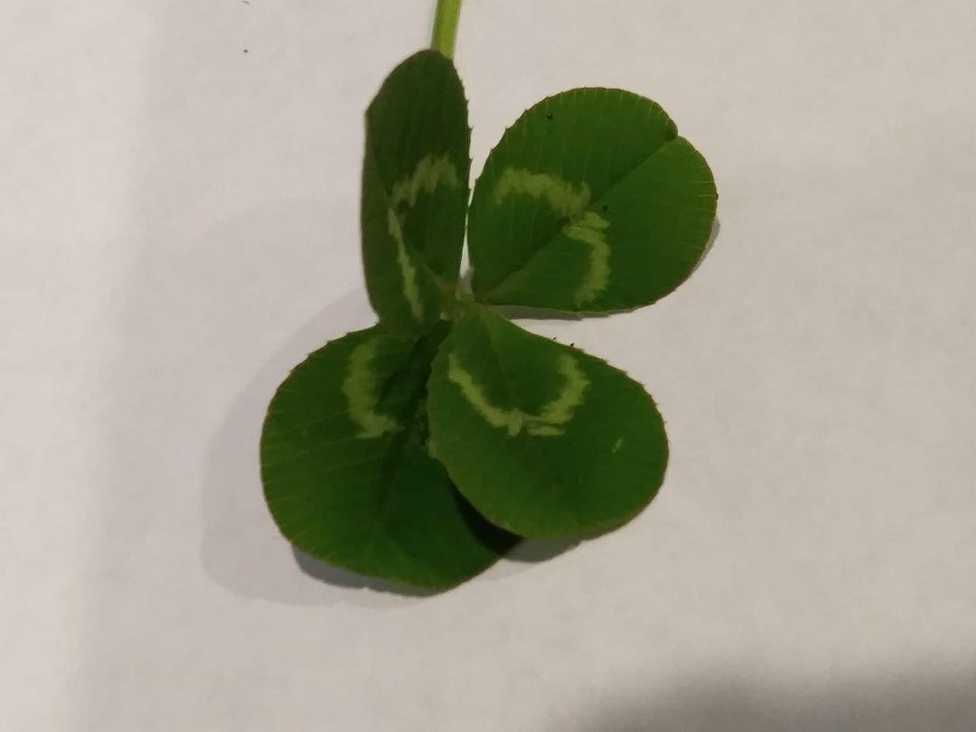 I'm looking over a four leaf clover!!!!!! Thank you Thad for bringing it in and making my day😍.