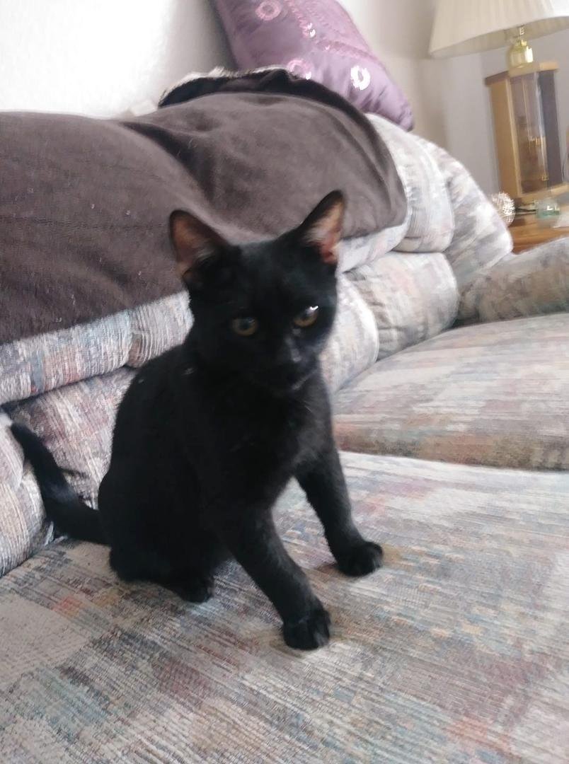 Jose Loya brought a cat home... I asked for a dog