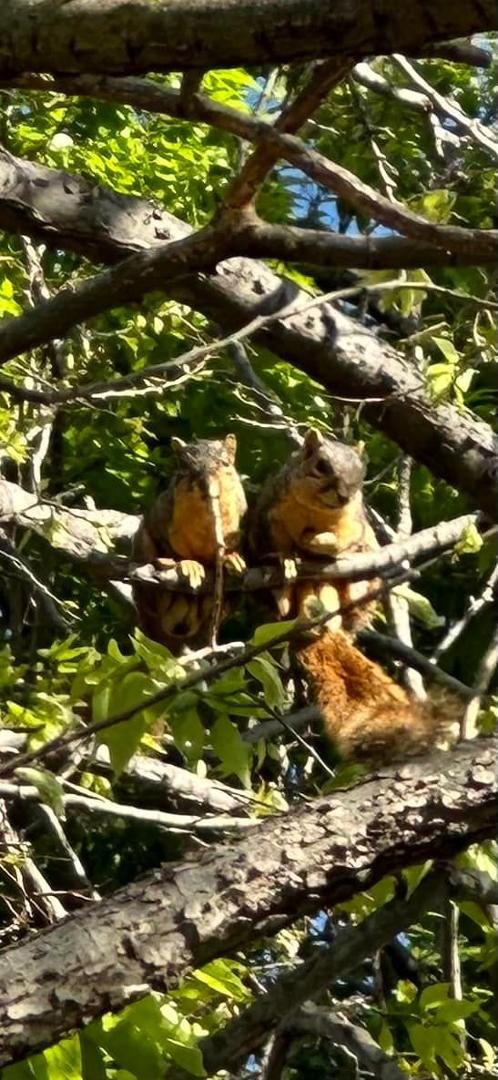 sandy and sammy enjoying the sunshine today 🐿️🐿️💕💕☀️☀️ #squirrelsoffacebook #littleelm
