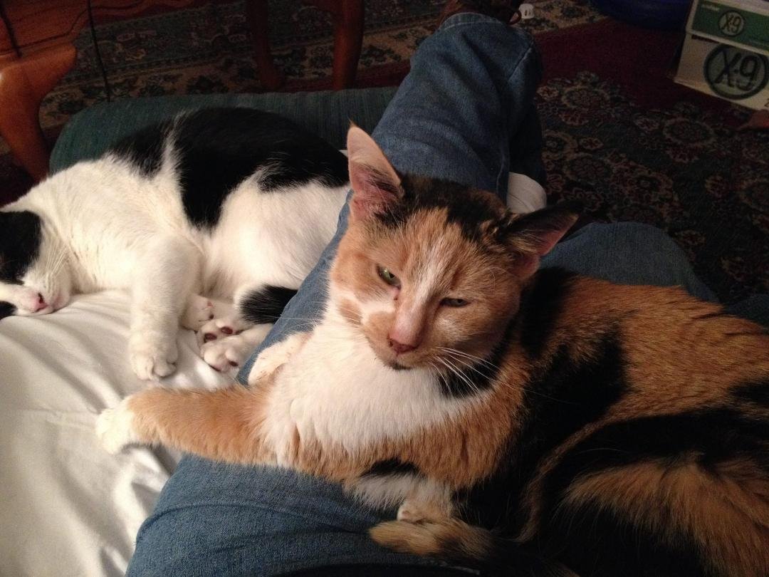 Shirley sitting with me on my recliner for the first time.  Boy boy taking a snooze beside us!