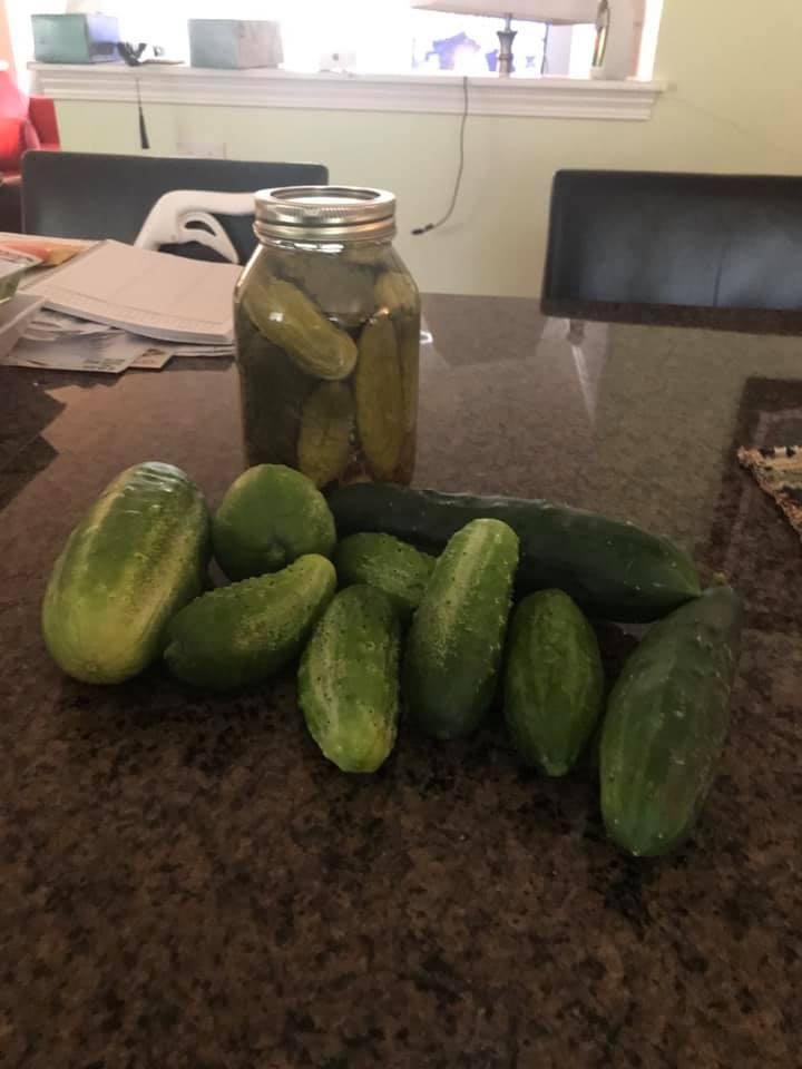 This was one day. Enough for some sliced pickles.