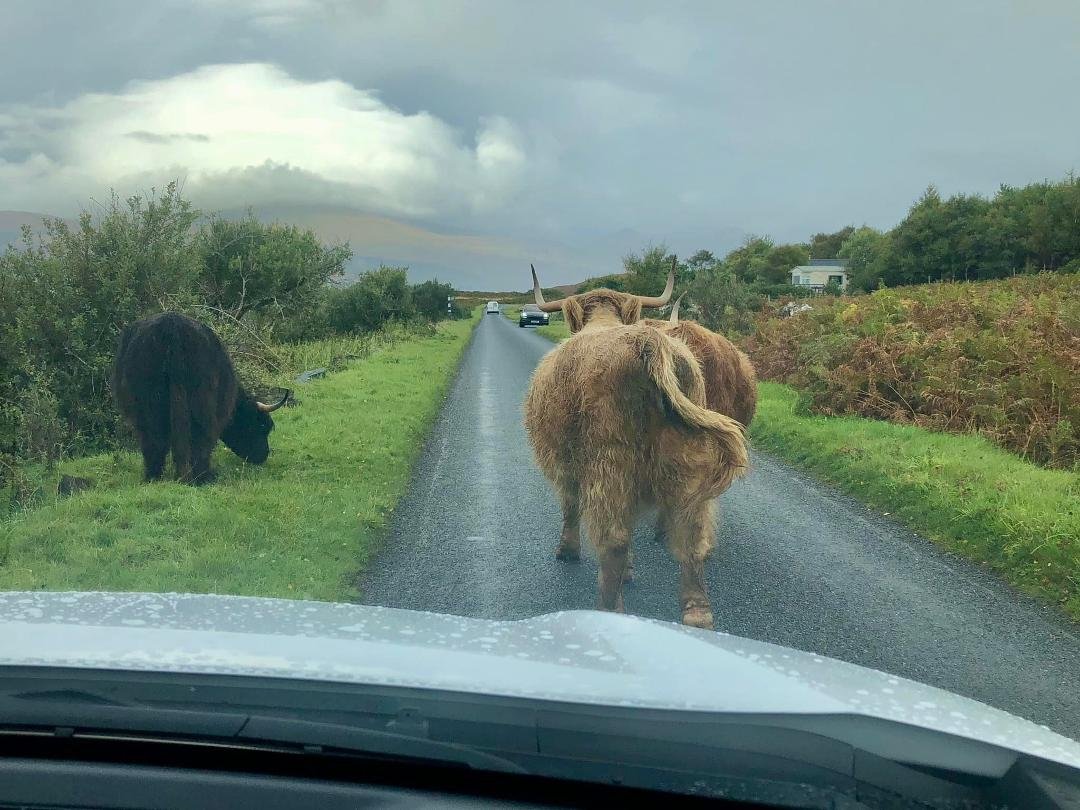 A Scottish traffic jam on the Isle of Mull. We nearly missed our ferry because this Highland bull was not interested in moving. So many roads in Scotland are single-lane, with turnouts every 100 or so yards for opposing tra