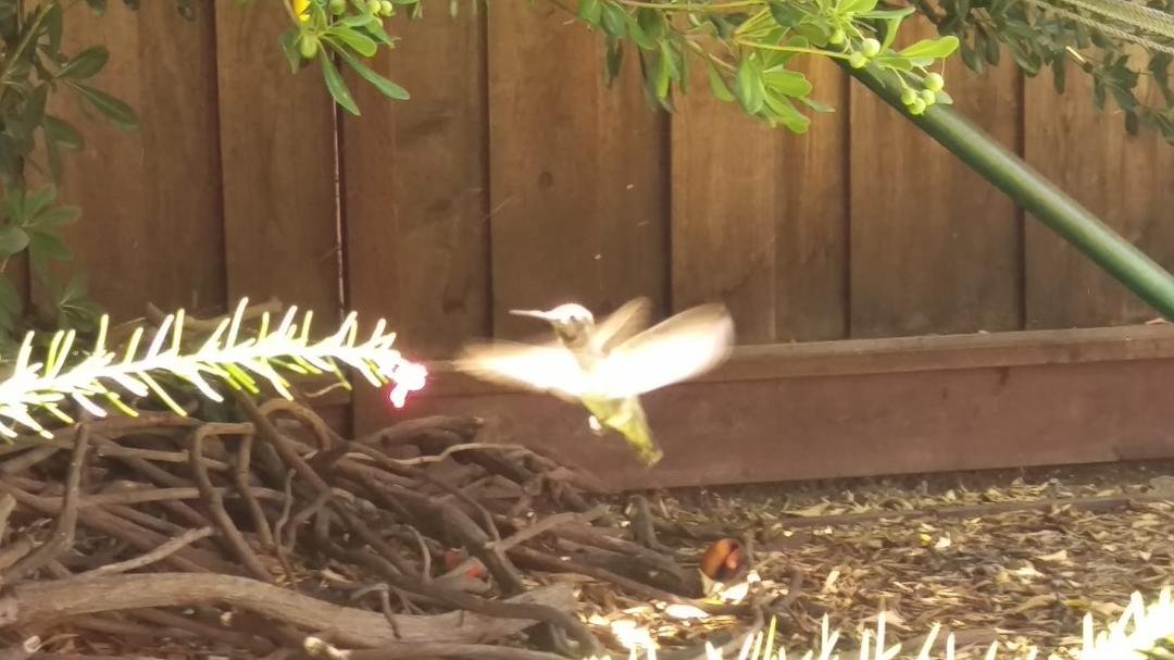 Hummingbird in our backyard finally let me take his picture.