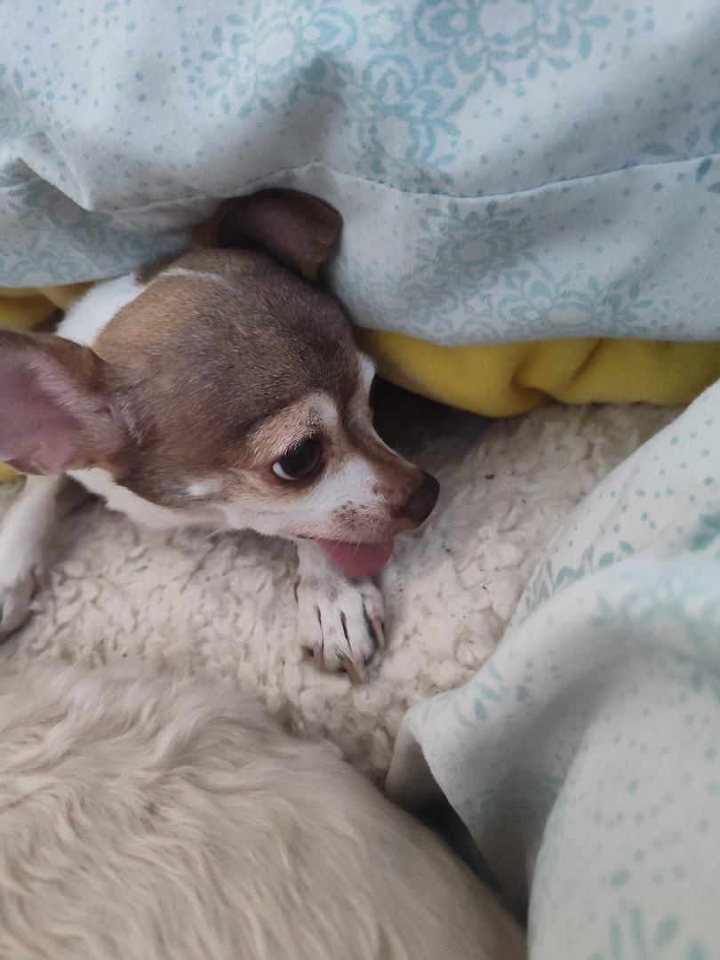 She hates for me to take photos of her she'll always turn her head, I don't know why she is such a cold little girl all the time she is in between two pillows again