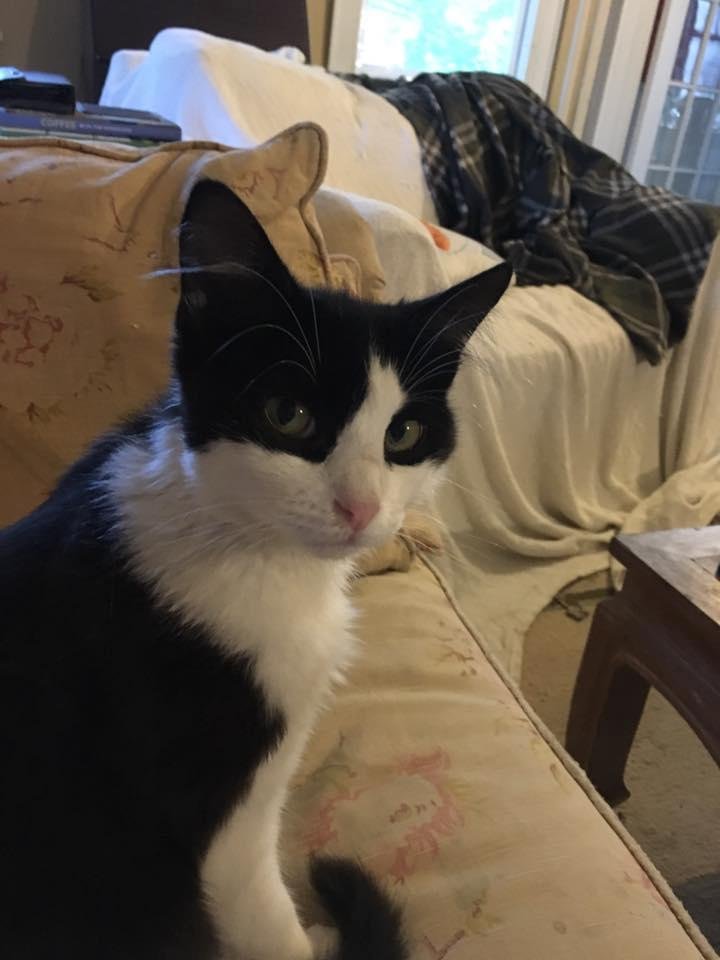Chance, aka Rascal, a feline of distinction!!! CDE