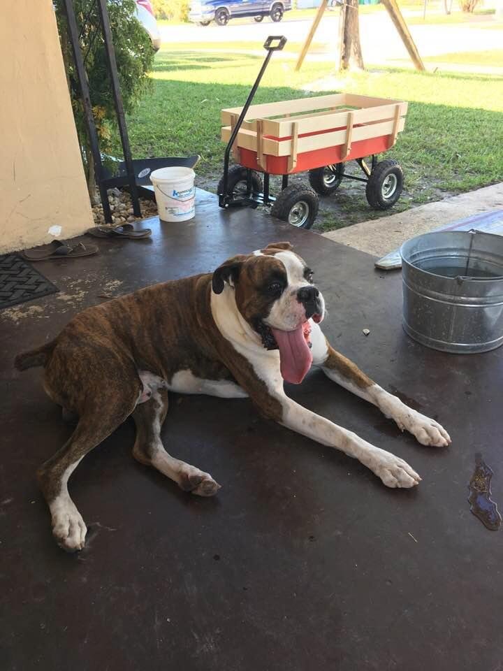 Boxer...can't find his way home...no chip. Anyone know him???