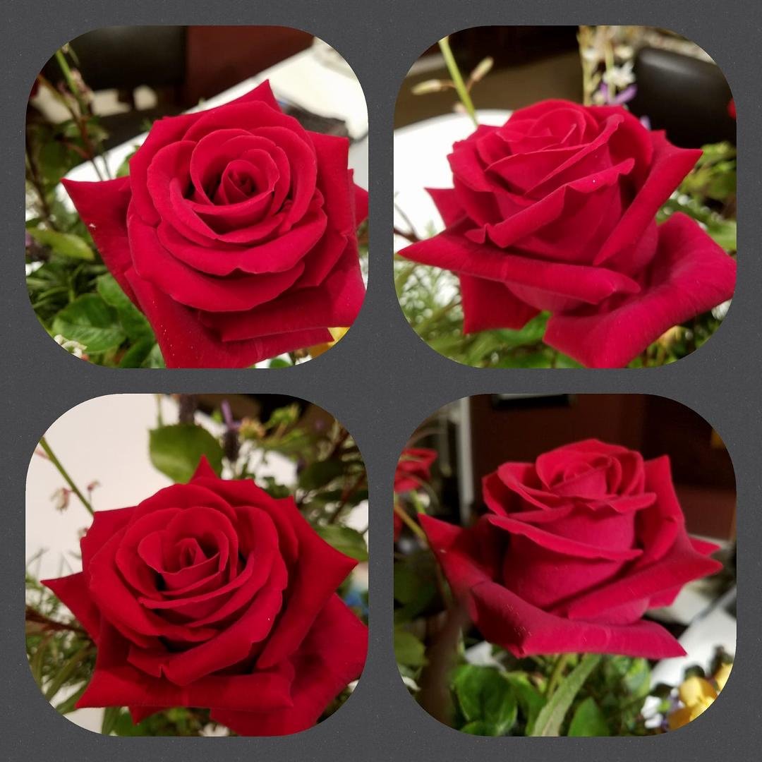 It opened up to be a perfect rose!