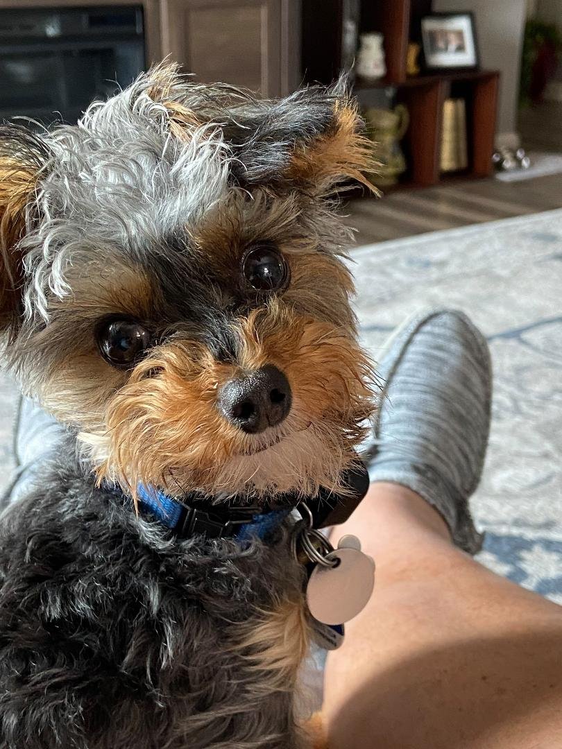 This little guy joined our family 1 year ago today. He brings us both so much joy. Can’t imagine life without him now. Thanks Presley for being you.