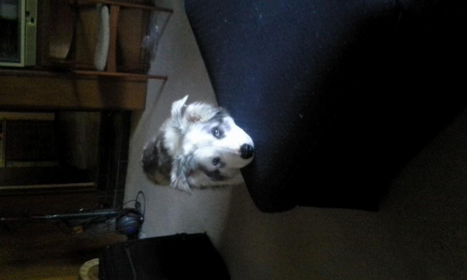 Sydney is sad because his mom is not home. Don't worry buddy, she'll be home from surgery tomorrow