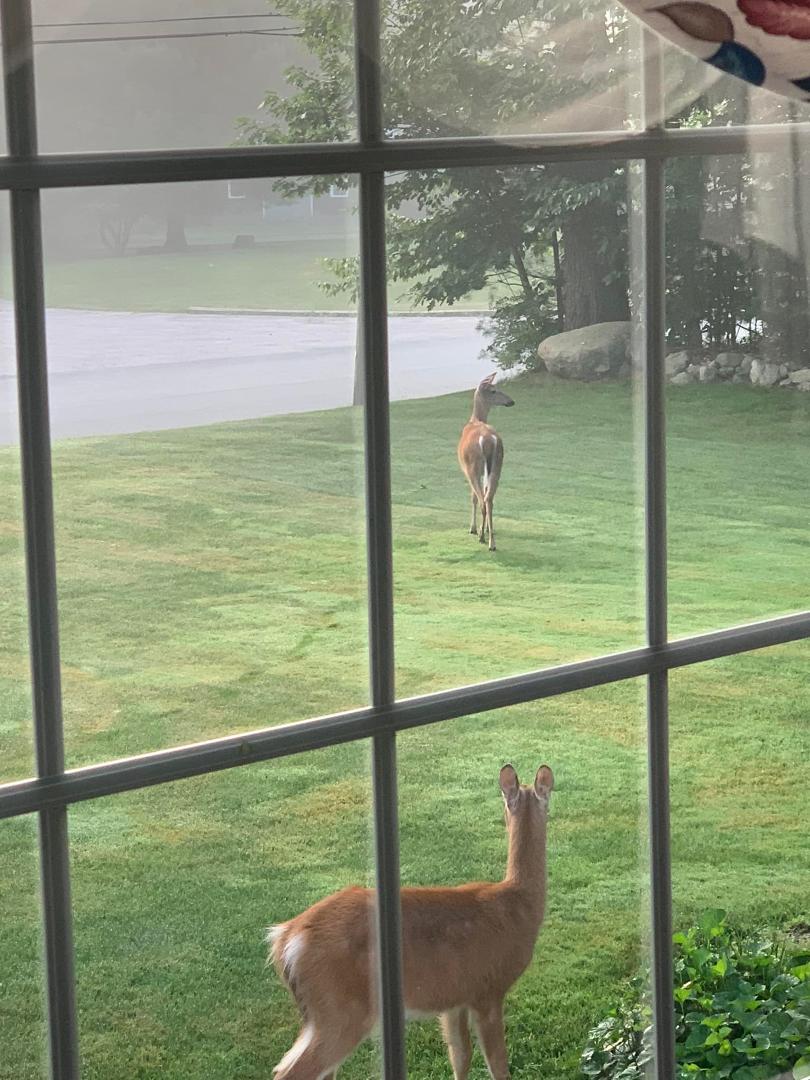 Every morning my Ring cameras tell me my visitors are here ❤️