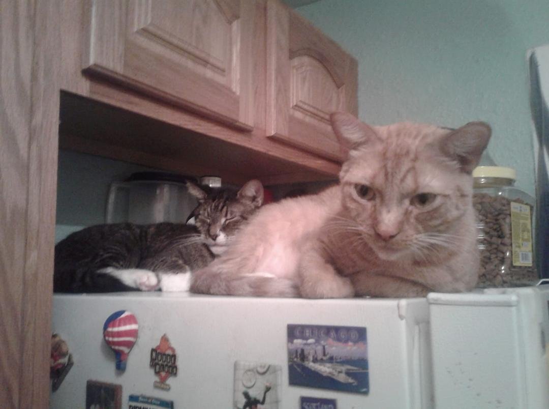 Who needs a cat tree? We have a refrigerator!!