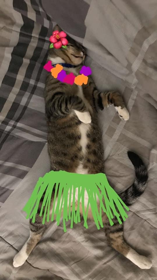 Baloo ready for Halloween... or dreaming of a vacation from his tough job as a pampered kitten? (Photo credit to Adam FRANZ). Lol