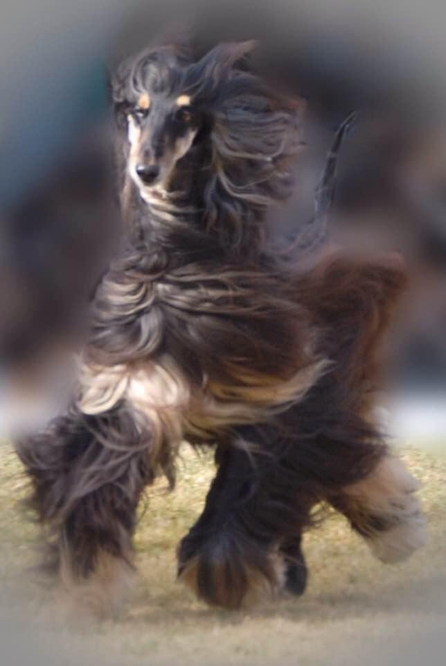 We owe our dogs the best life we can give them and when that life is not good enough we release them with love. This is not an easy moment to identify, when it isn't good enough. Domingo was my sweet boy for 10 years.