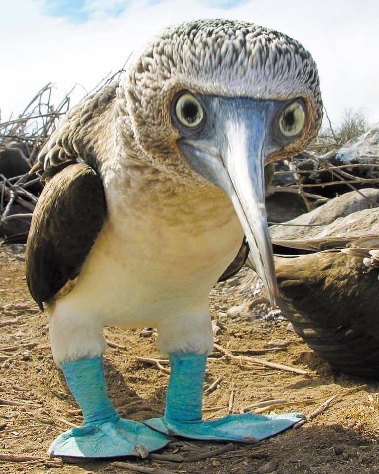 My bucket list bird!