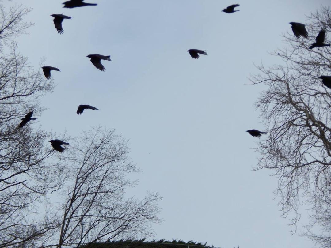 The beach family gave me a show last weekend. It was later in the day and low tide. They were playing with each other and the young crows were trying to impress the girls. Mating season is coming!! And that means baby c