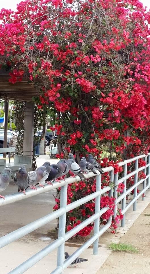 Pigeons on a post. SHELTER Island.