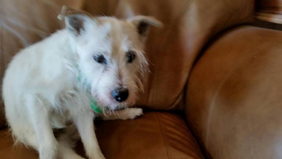 This is Primo, Ellen Boddis Wade 's oldest Parson Russell Terrier. He is 17 today! He is a love and I have know him 16 years. Please tell him Happy Birthday on Ellen's page.