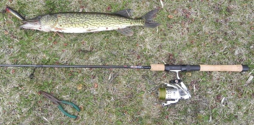 23 inch chain pickerel