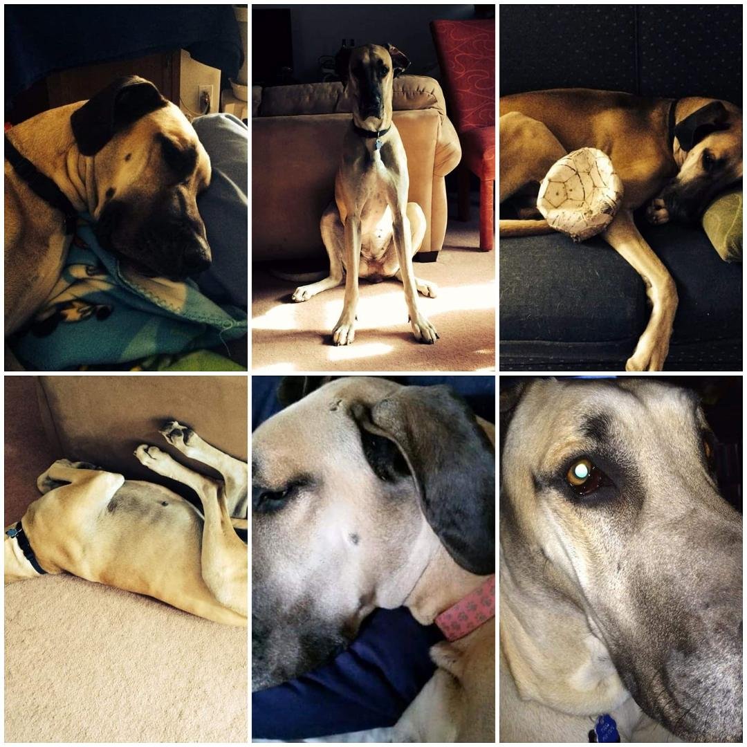 The many faces of my Grand-doggy...she will be missed...Loved her dearly...RIP Zonda my favorite Great Dane!!
