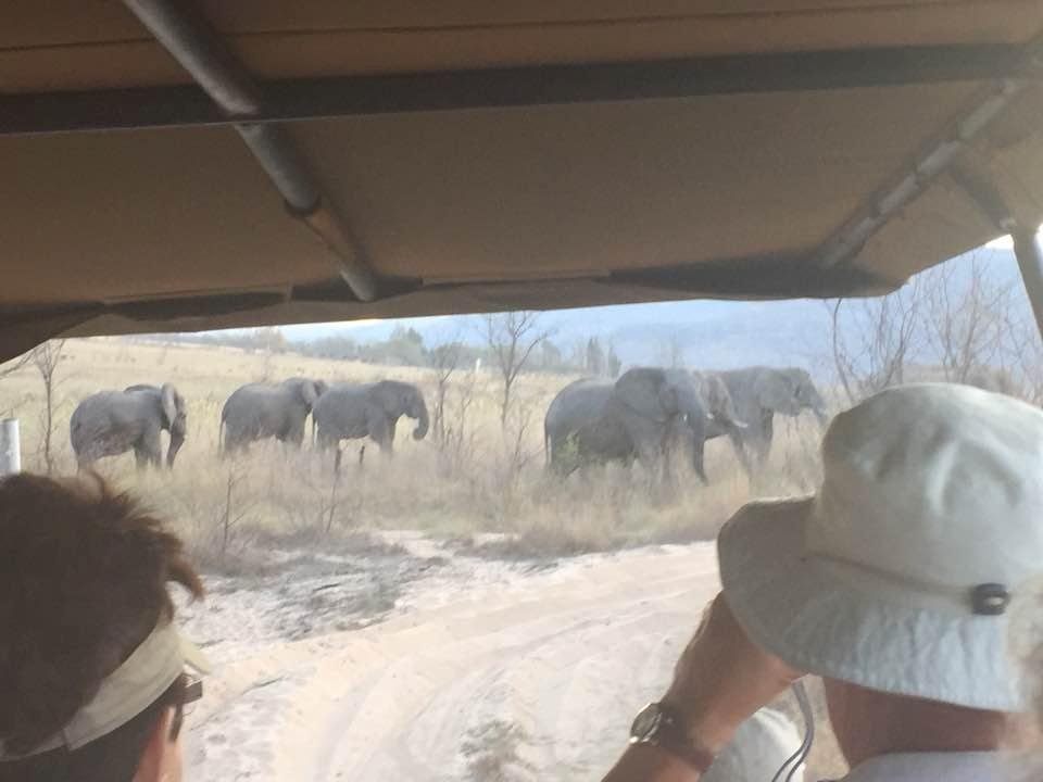 Herd of elephants we saw on Safari.
