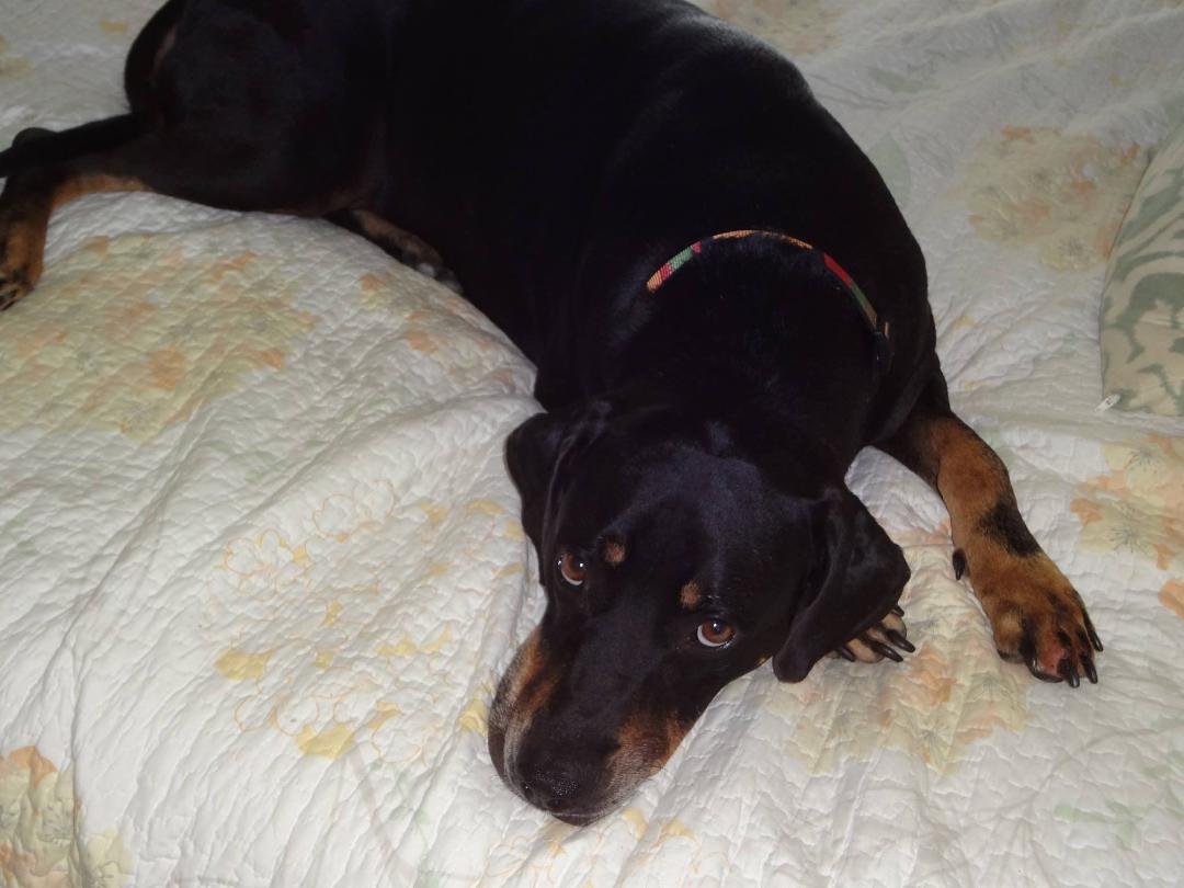 Zane knows a good mattress when he sees one. If he stretches completely out sideways, he can cover the width of the bed.