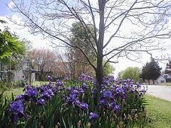 Spring 2017