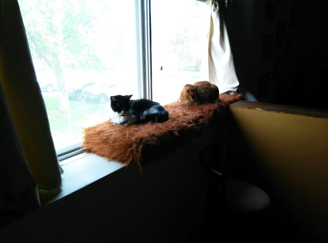 These are my roomies,Sammi and Cinnamon.