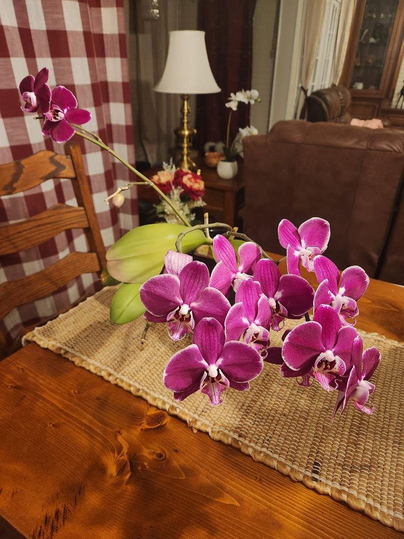 My girls Bloom every 4 months!! Spring is just an added bonus!!