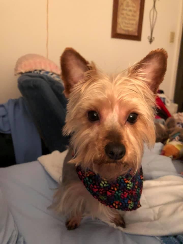 I'm asking people, who are fun dog people, to join the challenge of posting a picture of their dog. Only one photo, no description. The goal is to flood FB with positive dog pictures instead of negativity. Please copy the