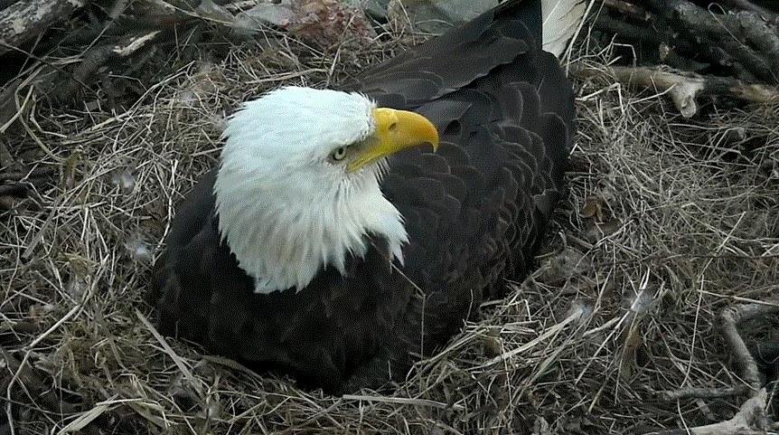 From the webcams installed by the American Eagle Foundation partnered with the National Arboretum
© 2016 American Eagle Foundation, EAGLES.ORG
