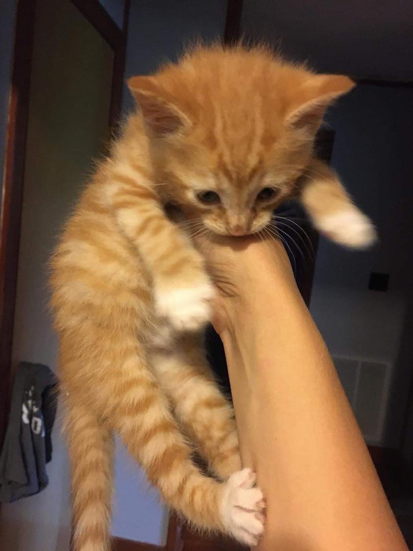 Moms kitten